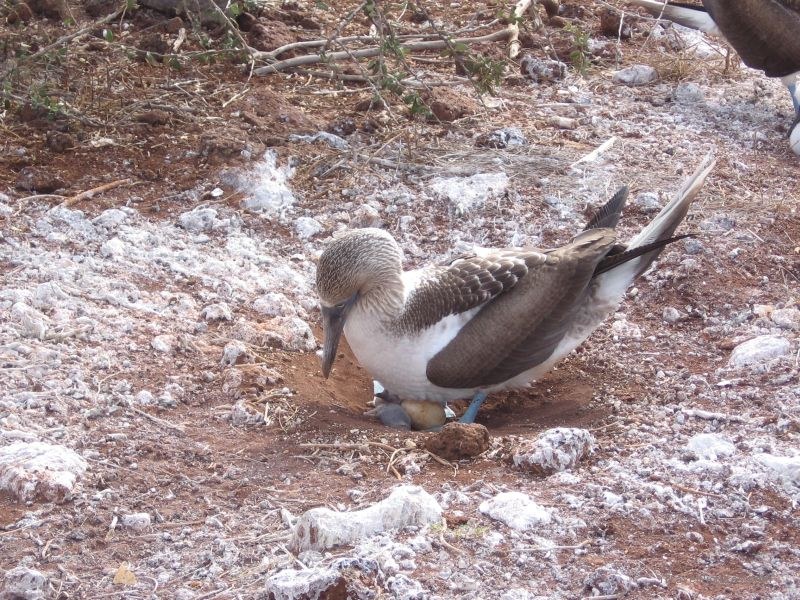 booby blue-footed boobies egg eggs bird